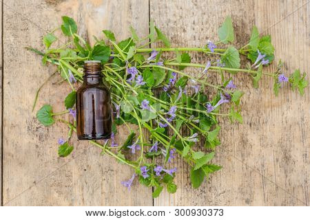 Pharmaceutical Bottle Of Medicine From Glechoma Hederacea, Nepeta Hederacea, Ground-ivy, Catsfoot, F