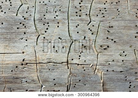 Natural Wooden Texture Background - Close-up Traces And Tracks Of Bark Beetles On The Old Tree Trunk