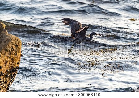 The Pacific Reef-egret