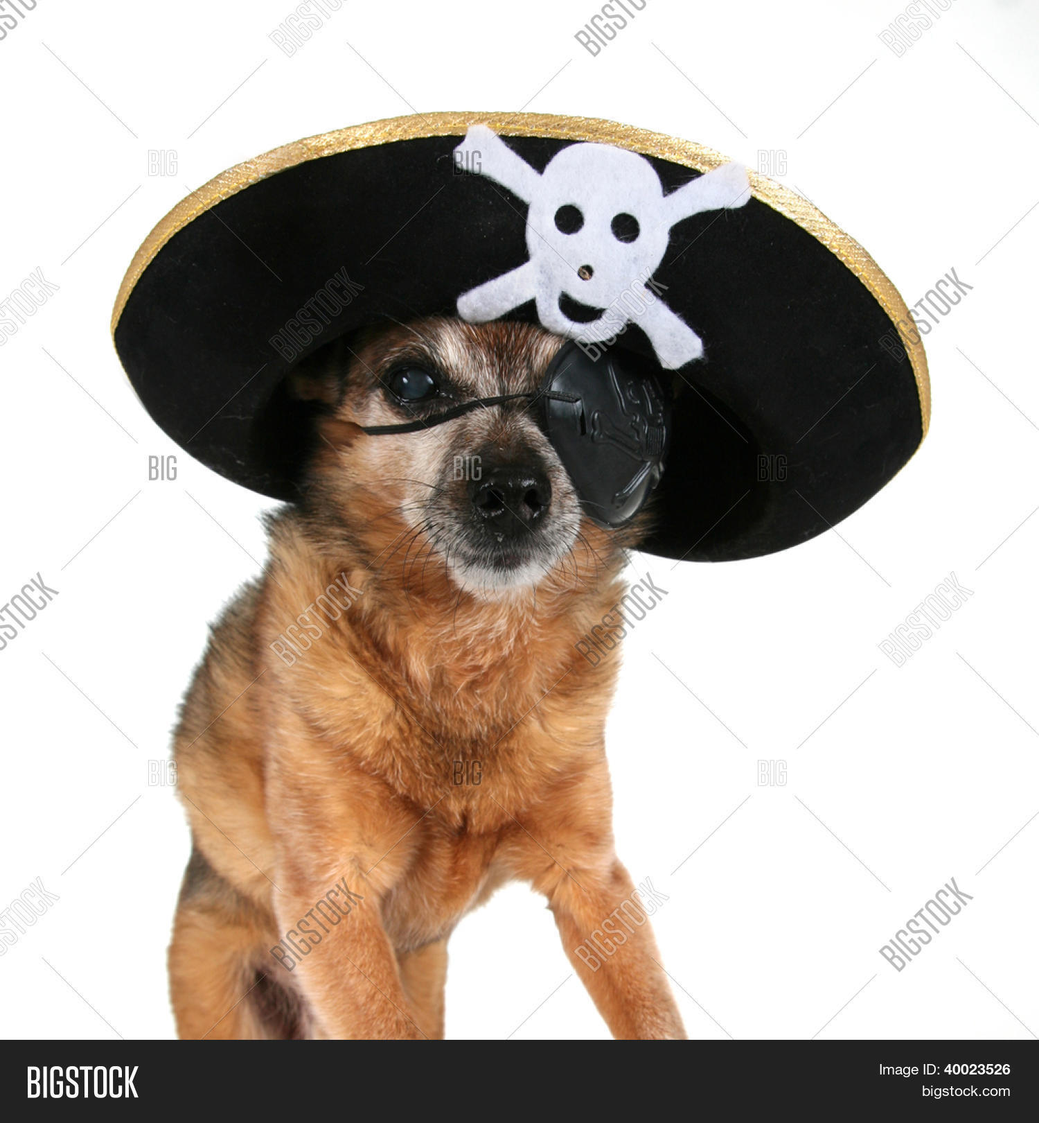 eye patch for chihuahua