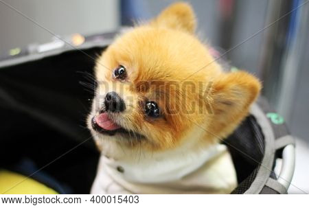 Dog On Street. Beautiful Dog On Street. Close Up Of Street Dog. Cute Little Dog Portrait. City Dog L