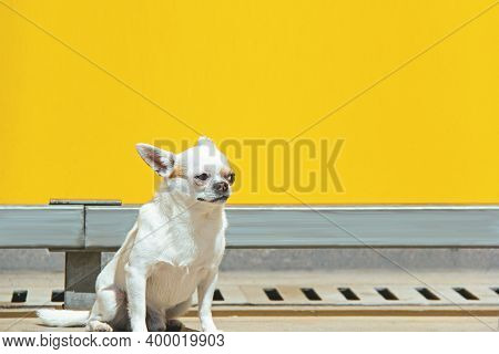 Dog On Street. Small Dog On Street. Close Up Of Street Dog. Cute Little Dog Portrait. Beautiful Dog.