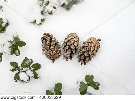 Three Pinecones On The White Snow. Winter Fir Cone In The Snowy Forest