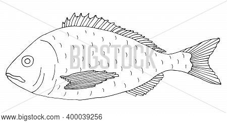 Fish Dorado Hand Drawn. Black And White. Beautiful Fish Drawing On White Background. Vector Illustra