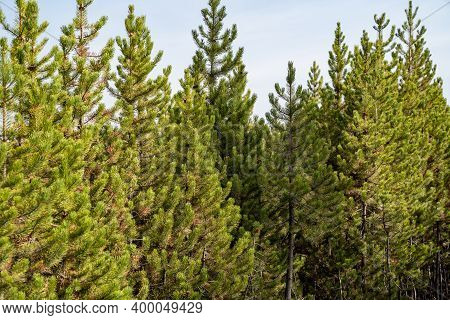 Grove Of Lodgepole Pine Trees In Yellowstone National Park