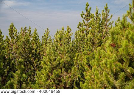 Grove Of Lodgepole Pine Trees In Yellowstone National Park