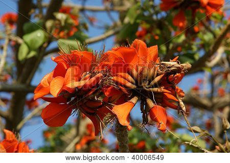 Güzel gösterişli ağaç (royal Poinciana veya Delonix Regia) bir bitki türüdür