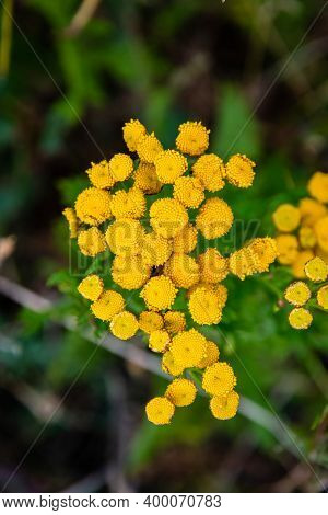 Tansy Flower, Tanacetum Vulgare, Growing On Etna Volcano Lava, Sicily