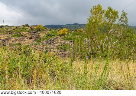 Mount Etna Volcanic Landscape And Its Typical Summer Vegetation