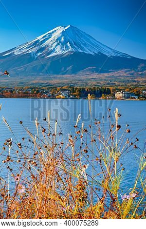 Picturesque Mount Fuji Near Kawaguchiko Lake In Japan With Rare Dried Out Fall Flowers In Front.