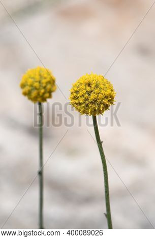 Close Up Of An Australian Native Yellow Billy Button Flower Head, Craspedia Glauca, Daisy Family Ast