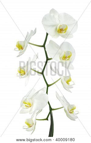 Biała orchidea