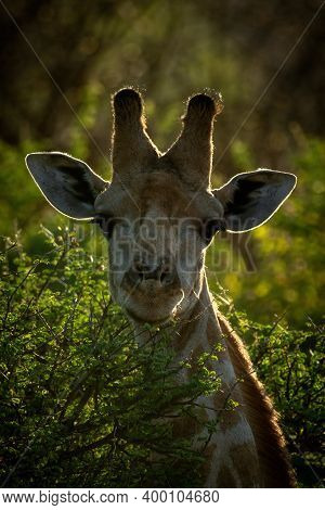 Close-up Of Backlit Head Of Southern Giraffe