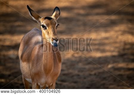Close-up Of Female Common Impala Extending Tongue