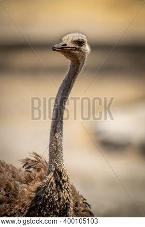 Close-up Of Female Common Ostrich Watching Camera