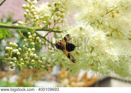 Bee On A Tree Branch Blooming In White Flowers Sorbaria Sorbifolia