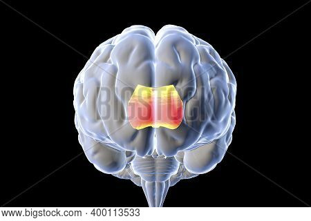 Human Brain With Highlighted Corpus Callosum, Also Known As Callosal Commissure, 3d Illustration. It