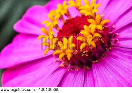 The Pink Flower With Yellow Pollen At The Middle In The Garden
