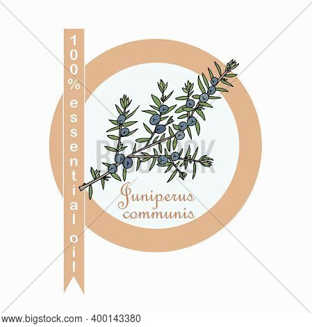 Common Juniper 100% Essential Oil Label. Colorful Art Design Elements Stock Vector Illustration For 