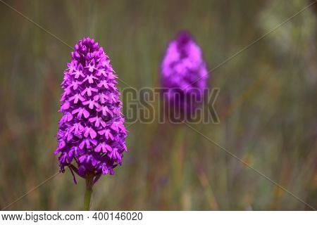 Pyramidal Orchid (anacamptis Pyramidalis) Adult On The Left Bank In Green Grass Field. Saturated Col