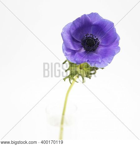 One Blue Anemones In A Glass Beaker On A Pale Gray Background. Vertical Frame. Copy Space.