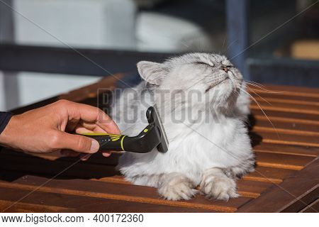 Man Hand Combing His Lovely Grey Cat With Furminatoror. Pet Care, Grooming