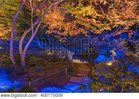 Tokyo, Japan - December 09 2019: Autumn Night Light Up Of The Maple Forest Of The Rikugien Garden Of