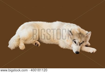 Siberian Husky, Sleepy Dog And Clever Pet Isolated On Brown Background.