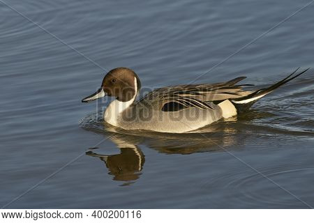 Male Northern Pintail (anas Acuta) On A Lake At Slimbridge In Gloucestershire Whilst Wintering In Th