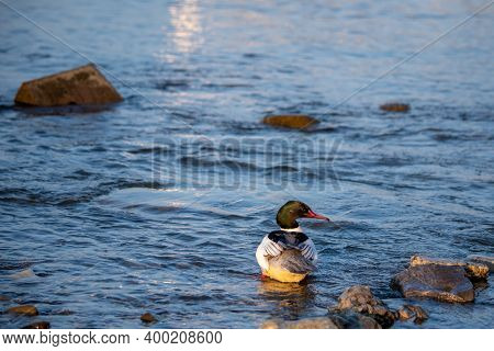 Ducks Standing In Water In Switzerland. Common Merganser. Goosander Eurasian. Mergus Merganser. Tran