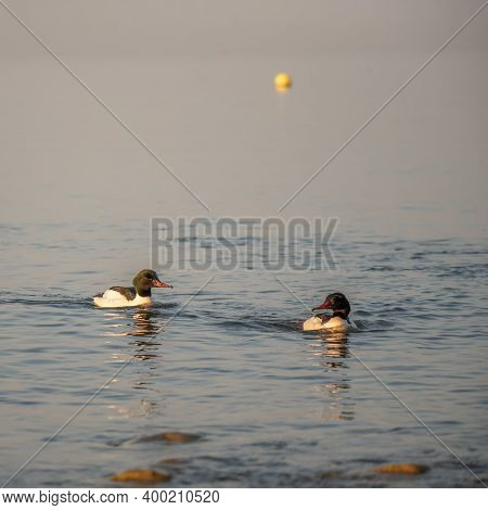 Ducks Swimming In Water In Switzerland. Common Merganser. Goosander Eurasian. Mergus Merganser. Tran