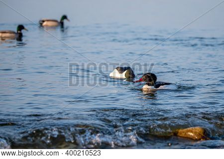Ducks Swimming In Water In Switzerland. Common Merganser. Goosander Eurasian. Mergus Merganser. Tran