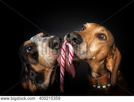 Christmas Studio Portrait Of Two Segugio Dogs Sharing A Candy Cane In Front Of A Black Background.
