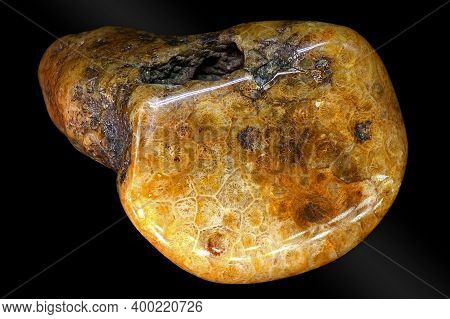 Fossil Colonial Corals Replaced By Chalcedony. Carboniferous Period, Russia