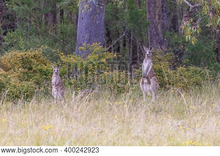 Australian Grey Kangaroos Grazing In The Outback In A Green Field In Regional Australia
