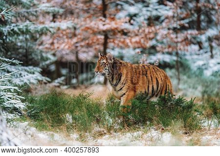 Siberian Tiger (female, Panthera Tigris Altaica), Side View. A Dangerous Beast In Its Natural Habita