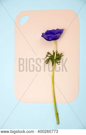 Blue Anemone Is On The Pink Board On The Blue Piece Of Paper. Concept, Design, Copy Space