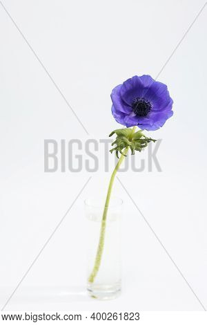 One Blue Anemones In A Glass Beaker On A Pale Gray Background. Vertical Frame. Copy Space.