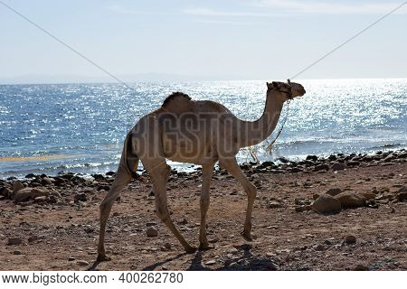 Dromedar Camel In The Background Sands Of Hot Desert, Egypt, Sinai