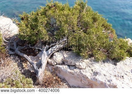 Natural Bonsai On The Rocks Of Cyprus. From Yamadori Juniper.