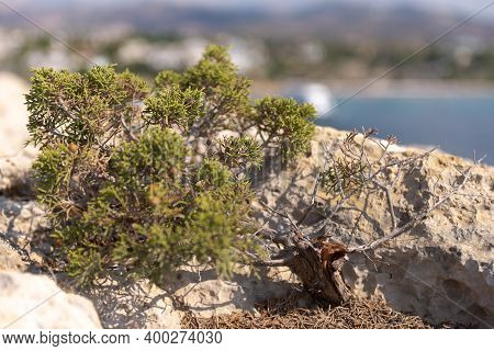 Natural Bonsai On The Rocks Of Cyprus. From Yamadori Juniper.