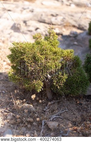 Natural Bonsai On The Rocks Of Cyprus. From Yamadori Juniper.