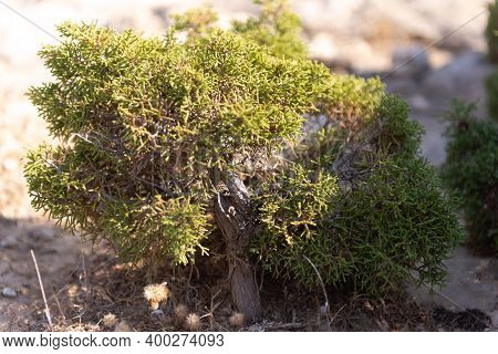 Natural Bonsai On The Rocks Of Cyprus. From Yamadori Juniper.