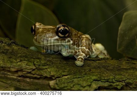 The Amazon Milk Frog (trachycephalus Resinifictrix) In Zoo.