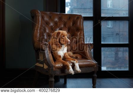 Dog In The Interior Of The Loft. Nova Scotia Duck Tolling Retriever Lying On A Chair
