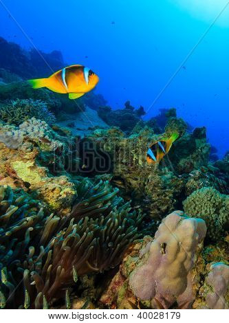 Coppia di pesci pagliaccio intorno loro Anemone su una barriera corallina