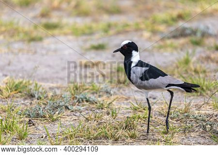 Black And White Water Bird Blacksmith Lapwing Or Blacksmith Plover (vanellus Armatus) In Etosha Nati