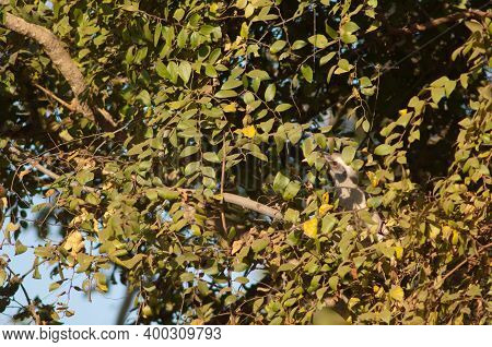 Indian Grey Hornbill Ocyceros Birostris. Female. Bandhavgarh National Park. Madhya Pradesh. India.