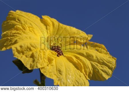 A Bee, Essential Pollinator, Covered With Pollen Comes Out Of A Yellow Pumpkin Flower.
