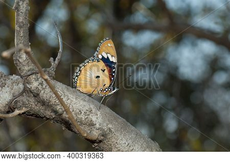 Female Danaid Eggfly Hypolimnas Misippus. Gir National Park. Gujarat. India.